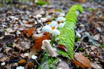 Close up of small white mushrooms growing on a rotting mossy log in the undergrowth
