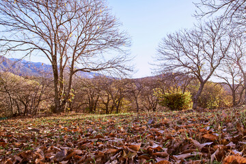 paisaje otoñal en el bosque con el suelo tupido de hojas