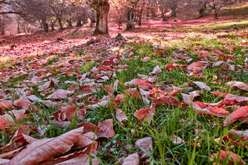 suelo del bosque con briznas de hierba fresca y hojas de otoño en el suelo 