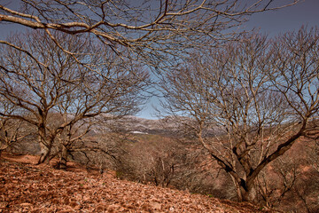 Obraz premium paisaje de otoño entre castaños con las hojas caídas al suelo del bosque