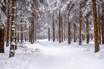 Fototapeta premium Erste Winterwanderung durch den verschneiten Thüringer Wald bei Tambach-Dietharz - Thüringen - Deutschland