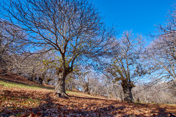 paisaje de otoño entre castaños con las hojas caídas al suelo del bosque 