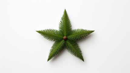  a close up of a green plant on a white surface with a star shaped object in the middle of it.
