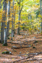 Pathway in forest during autumn, with lots of fallen yellow leaves on ground. Scenic view in Serbia. Path made of tree roots
