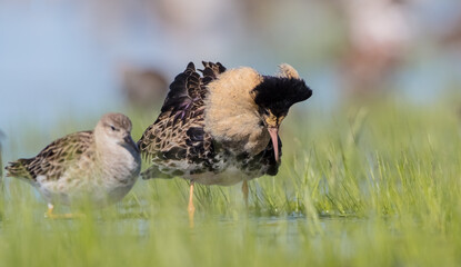  The ruff - pair at wetland on a mating season in spring