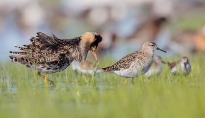 The ruff - pair at wetland on a mating season in spring
