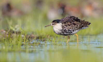 Ruff - male bird at a wetland on the mating season in spring