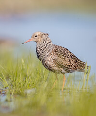 Ruff - male bird at a wetland on the mating season in spring