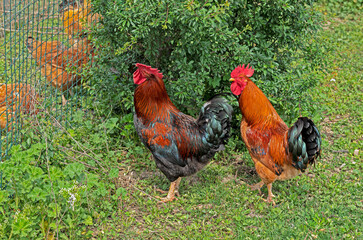 Canarian free-range chicken and wild boar on grass background