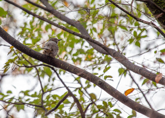 Brown-eared Bulbul (Ixos amaurotis) - Charming Songbird