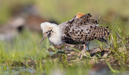 Ruff - male bird at a wetland on the mating season in spring