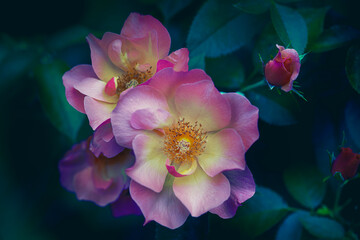 Bink and Yellow Rose