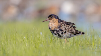 Ruff - male bird at a wetland on the mating season in spring