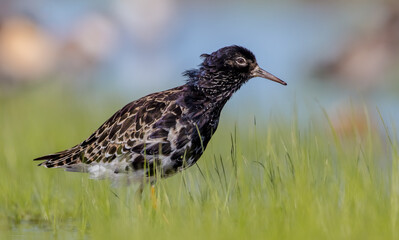 Ruff - male bird at a wetland on the mating season in spring