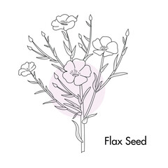 Flax seed Linum usitatissimum plant vector outline illustration - obrazy, fototapety, plakaty