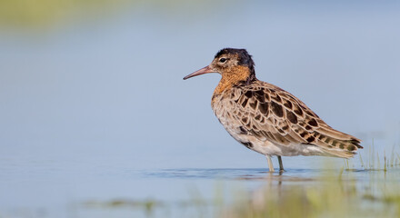 Ruff - male bird at a wetland on the mating season in spring