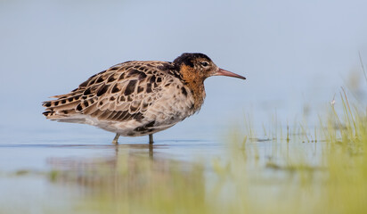 Ruff - male bird at a wetland on the mating season in spring