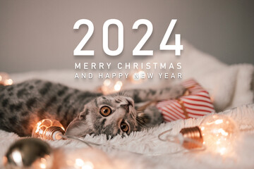 2024 Adorable tabby cat sleeping on the bed with blurred Christmas lights. Cute kitty relaxing in...