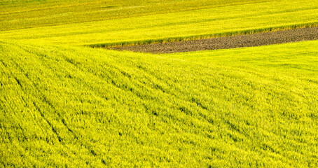 summer countryside landscape, Basilicata, Italy 