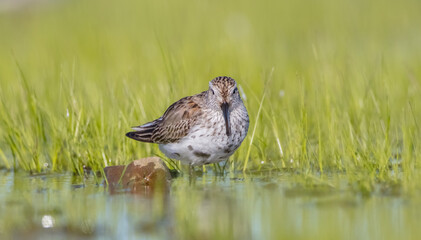 Dunlin - adult bird at a wetland on the spring migration 