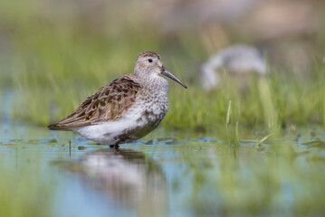 Dunlin - adult bird at a wetland on the spring migration 