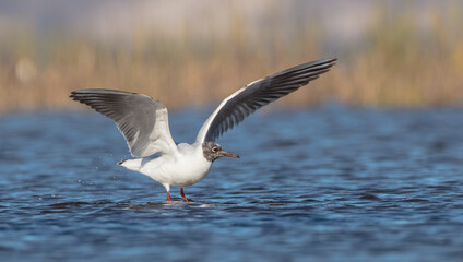Black-headed Gull - at the mating season in spring at a wetland