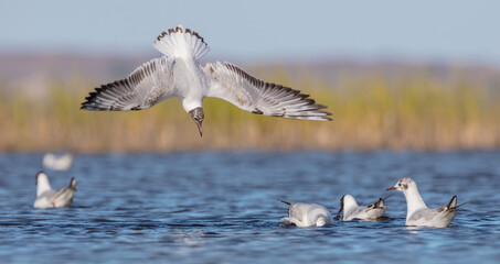 Black-headed Gull - at the mating season in spring at a wetland