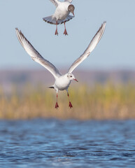Black-headed Gull - at the mating season in spring at a wetland