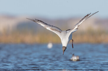 Black-headed Gull - at the mating season in spring at a wetland