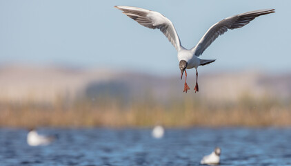 Black-headed Gull - at the mating season in spring at a wetland