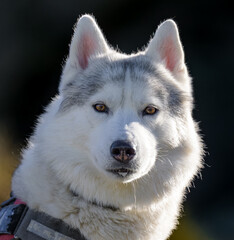 Obraz premium Husky siberiano en la montaña