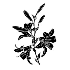 Silhouette of a flower, lily bud. Decorative botanical element. Vector graphics.