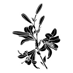 Silhouette of a flower, lily bud. Decorative botanical element. Vector graphics.