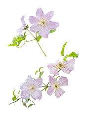 Watercolor clematis flowers in lilac isolated on white