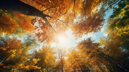  the sun shines brightly through the trees in the autumn forest, looking up into the canopy of the canopy of the trees.