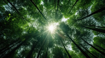  the sun shines through the tall trees in a green, forest - like area with tall, green, leafy trees in the foreground.