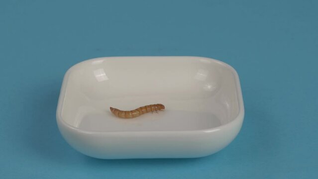 The mealworm is on a saucer.