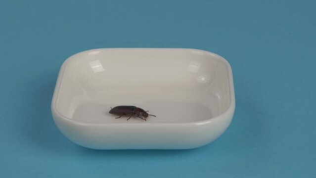 Tenebrio molitor walks on a saucer.