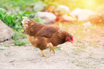 Chicken roaming a high altitude plateau and eating grain.