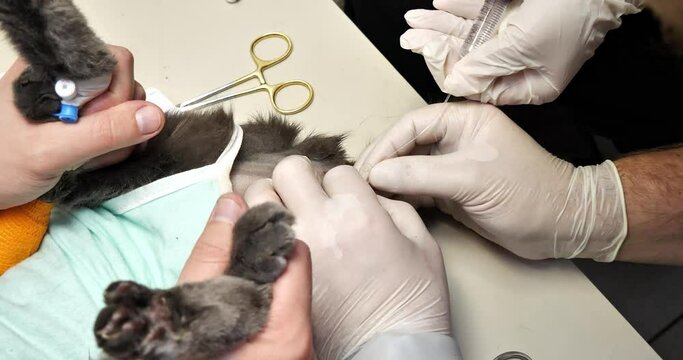 The doctor uses a syringe to flush the cat's urethra, which is clogged with urinary stones, through a urinary catheter. Bladder catheterization in a cat with acute urinary retention.