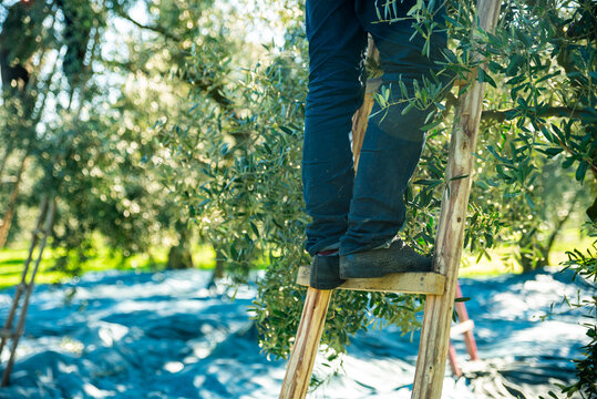 Harvesting fresh olives from agriculturists in an olive tree field in turkey, turkey for olive oil production