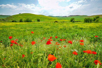 summer green fields with coloured flowers in Basilicata, Italy