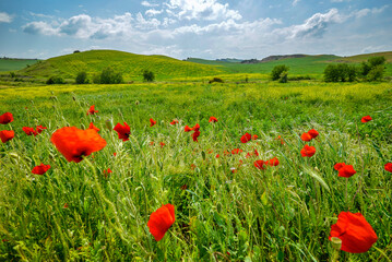 summer green fields with coloured flowers in Basilicata, Italy