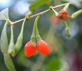 Berries have ripened on a twig of Lycium barbarum