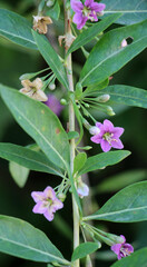 Flowering Lycium barbarum