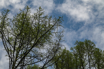 spring crowns of Larix decidua against a blue sky