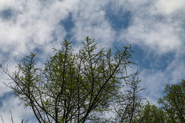 spring crowns of Larix decidua against a blue sky