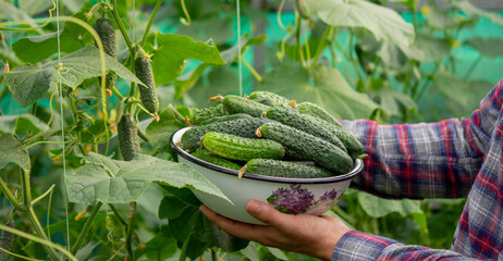 A male farmer harvests cucumbers in a greenhouse.