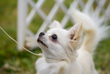 Portrait of long hair chihuahua. white small dog.