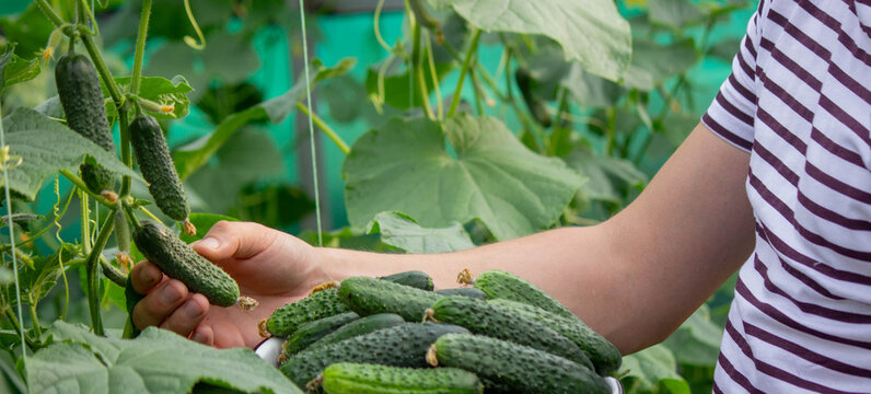 A male farmer harvests cucumbers in a greenhouse.